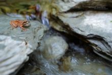 Rana pyrenaica, Pyrenean frog, Grenouille des Pyrénées, France, Matthieu Berroneau