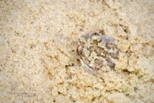 Pelobates cultripes, Western Spadefoot Toad, Pélobate cultripède, France, Matthieu Berroneau, sand, sable, dune, beach, plage