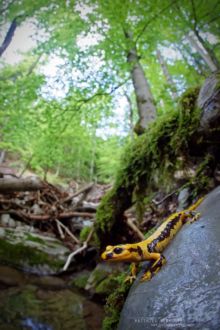 Salamandra salamandra fastuosa, Fire Salamander, Salamandre tachetée, Matthieu Berroneau, habitat, bois, wood, forest, forêt, stream, ruisseau