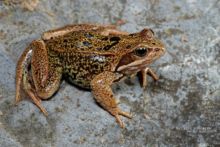 Rana temporaria, Grenouille rousse, Common Frog, Matthieu Berroneau, France