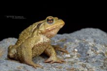 Bufo spinosus, Crapaud common, Crapaud épineux, Sapo, Common toad, Matthieu Berroneau, night, dark