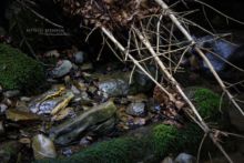 Salamandra salamandra fastuosa, Fire Salamander, Salamandre tachetée, Matthieu Berroneau, habitat, bois, wood, forest, forêt, stream, ruisseau