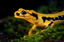 Salamandra salamandra fastuosa, Fire Salamander, Salamandre tachetée, Matthieu Berroneau, macro, head, tête, eye, oeil