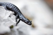 Salamandre noire, Salamandra atra, Alpine salamander, Suisse, Switzerland, Matthieu Berroneau