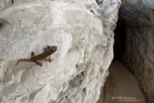 Cave Salamander, Speleomantes strinatii, Spélerpès de Strinati, Matthieu Berroneau, France