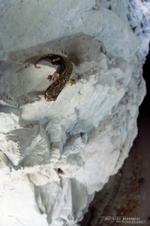 Cave Salamander, Speleomantes strinatii, Spélerpès de Strinati, Matthieu Berroneau, France