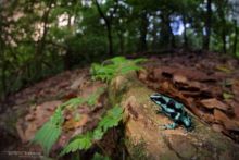 Green and Black Poison Frog, dendrobate, poison frog, Dendrobates auratus, Costa Rica, Matthieu Berroneau