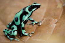 Green and Black Poison Frog, dendrobate, poison frog, Dendrobates auratus, Costa Rica, Matthieu Berroneau