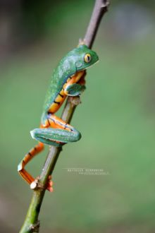 Cruziohyla calcarifer, Splendid leaf frog, Rana espléndida, Costa Rica, Matthieu Berroneau