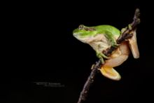 Hyla meridionalis, Rainette méridionale, Mediterranean tree frog, Stripeless Tree Frog, Ranita, Matthieu Berroneau, France