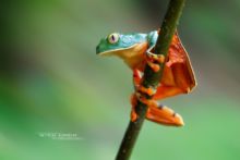 Cruziohyla calcarifer, Splendid leaf frog, Rana espléndida, Costa Rica, Matthieu Berroneau