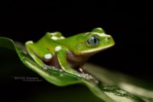 Leptopelis kivuensis, Ouganda, Kivu tree frog, Uganda, Matthieu Berroneau