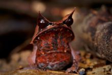 Megophrys nasuta, Long-nosed horned frog, Matthieu Berroneau, Malaisie, Borneo, Malaysia