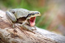 Hyla molleri, Rainette ibérique, Iberian tree frog, Ranita de San Antón, Matthieu Berroneau, France, open mouth, gueule ouverte, gaping, baillement