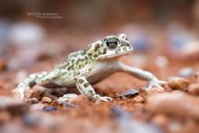 African Green Toad, Sapo verde norteafricano, Bufotes boulengeri, Maroc, Morocco, Matthieu Berroneau, Crapaud vert africain