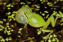 Hyla meridionalis, Rainette méridionale, Mediterranean tree frog, Stripeless Tree Frog, Ranita, Matthieu Berroneau, France, sac vocal, chant, song, sing