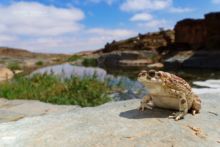 Mauritanian Toad, Sapo moruno, Sclerophrys mauritanica, Maroc, Morocco, Matthieu Berroneau