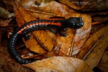 Giant False Brook Salamander, Salamandra Falsa Gigantesca del Arroyo, Isthmura gigantea, Mexique, Mexico, Matthieu Berroneau