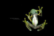 Hyalinobatrachium fleischmanni, Mexique, Mexico, Matthieu Berroneau, grenouille de verre, glass frog, Fleischmann's Glass Frog, Ranita de Cristal Norteña