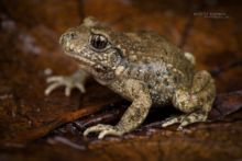 Alytes obstetricans, Alyte accoucheur, Crapaud accoucheur, Common Midwife Toad, Matthieu Berroneau, Sapo partero común