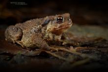 Bufo spinosus, Crapaud common, Crapaud épineux, Sapo, Common toad, Matthieu Berroneau, night, dark