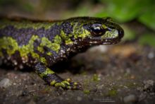 Triturus marmoratus, Triton marbré, marbled newt, Matthieu Berroneau, France, terrestrial stage, phase terrestre