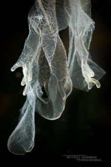 Triturus marmoratus, Triton marbré, marbled newt, Matthieu Berroneau, France, skin, mue