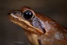 Grenouille agile, agile frog, Rana dalmatina, Matthieu Berroneau, France,macro, eye, oeil