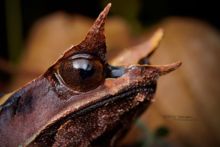 Megophrys nasuta, Long-nosed horned frog, Matthieu Berroneau, Malaisie, Borneo, Malaysia