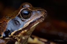 Rana temporaria, Grenouille rousse, Common Frog, Matthieu Berroneau, France, macro, eye, oeil