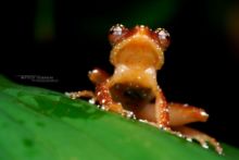 Nyctixalus pictus, Cinnamon Frog, Borneo, Malaysia, Malaisie