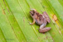 Bornean Chorus Frog, Microhyla borneensis, Borneo, Malaysia, Malaisie, Matthieu Berroneau