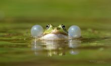 Edible hybrid frog, Pelophylax kl. esculentus, Pelophylax, grenouille verte, Grenouille comestible, Common green frog, Matthieu Berroneau, sac vocaux, chant, song, sing