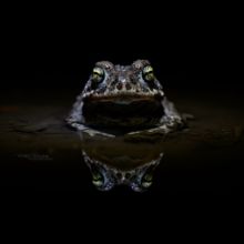 Epidalea calamita, Natterjack toad, toad, Crapaud calamite, Matthieu Berroneau, France, night, nuit, eye, oeil, macro