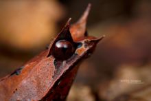 Megophrys nasuta, Long-nosed horned frog, Matthieu Berroneau, Malaisie, Borneo, Malaysia