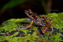 Pulchrana picturata, Spotted Stream Frog, Borneo, Matthieu Berroneau, Malaysia, Malaisie