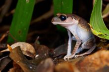 Leptobrachium abbotti, Lowland Litter Frog, Bornéo, Borneo, Matthieu Berroneau, Malaysia, Malaisie