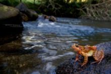 Rana temporaria, Grenouille rousse, Common Frog, Matthieu Berroneau, France, stream, ruisseau, cascade