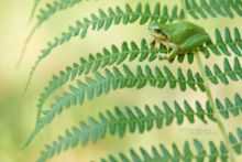 Hyla meridionalis, Rainette méridionale, Mediterranean tree frog, Stripeless Tree Frog, Ranita, Matthieu Berroneau, France, bokeh