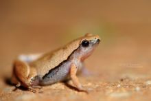 Dark-sided Chorus Frog, Microhyla heymonsi, Malaisie, Malaysia, Matthieu Berroneau