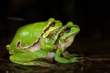 Hyla molleri, Rainette ibérique, Iberian tree frog, Ranita de San Antón, Matthieu Berroneau, France, amplexus, reproduction