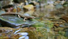 Calotriton asper, Pyrenean Brook Newt, Calotriton des Pyrénées, Euprocte, Matthieu Berroneau, torrent, ruisseau, stream