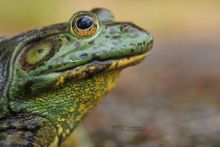 Lithobates catesbeianus, Grenouille taureau, Bullfrog, Ouaouaron, Matthieu Berroneau, France, macro, eye, oeil, tête, head, Invasive species, Invasive species, espèce exotique