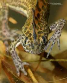 Northern Banded Newt, Ommatotriton ophryticus, Invasive species, Matthieu Berroneau, Spain, Espana, Espagne