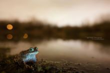 Epidalea calamita, Natterjack toad, toad, Crapaud calamite, Matthieu Berroneau, France, habitat, night, nuit, sky