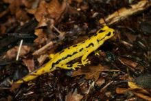 Salamandra salamandra fastuosa, Fire Salamander, Salamandre tachetée, Matthieu Berroneau, habitat, bois, wood, forest, forêt