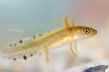 Triturus marmoratus, Triton marbré, marbled newt, Matthieu Berroneau, France, larve, larva