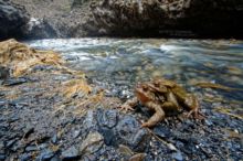 Bufo spinosus, Crapaud common, Crapaud épineux, Sapo, Common toad, Matthieu Berroneau, amplexus, reproduction, pyrénées, stream, ruisseau