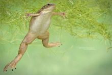 Xenopus laevis, South-African clawed frog, Xénope lisse, France, Matthieu Berroneau, Invasive species, espèce exotique