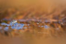 Rana temporaria, Grenouille rousse, Common Frog, Matthieu Berroneau, France, ponte, clutch, egg, oeuf, amplexus, reproduction